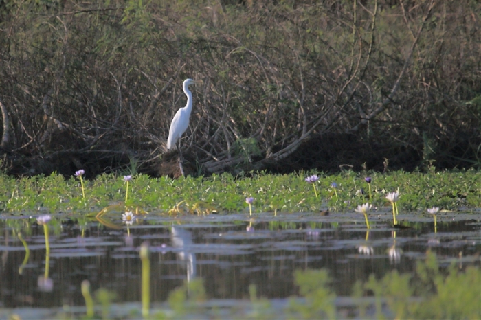 _800Mt Borradaile - Cooper Creek_5754_m_Egret